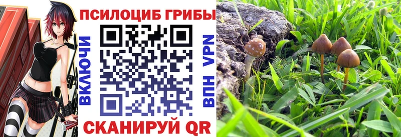 Псилоцибиновые грибы Psilocybine cubensis Куровское